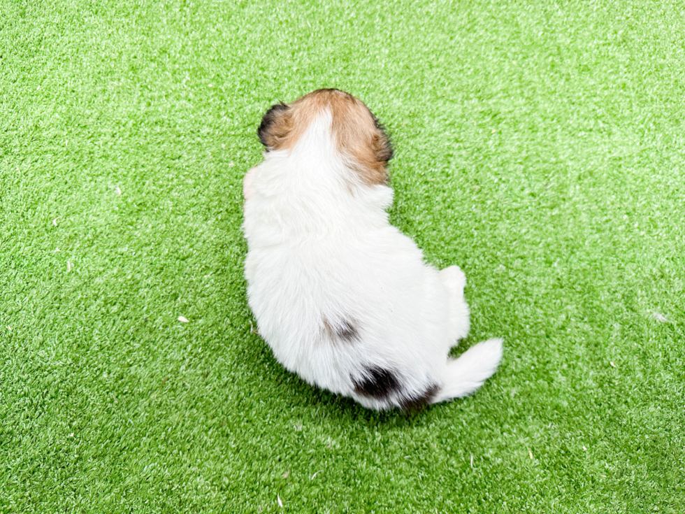 Small Shih Pom Baby