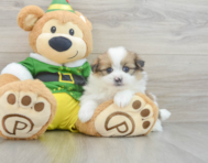 5 week old Shih Pom Puppy For Sale - Premier Pups