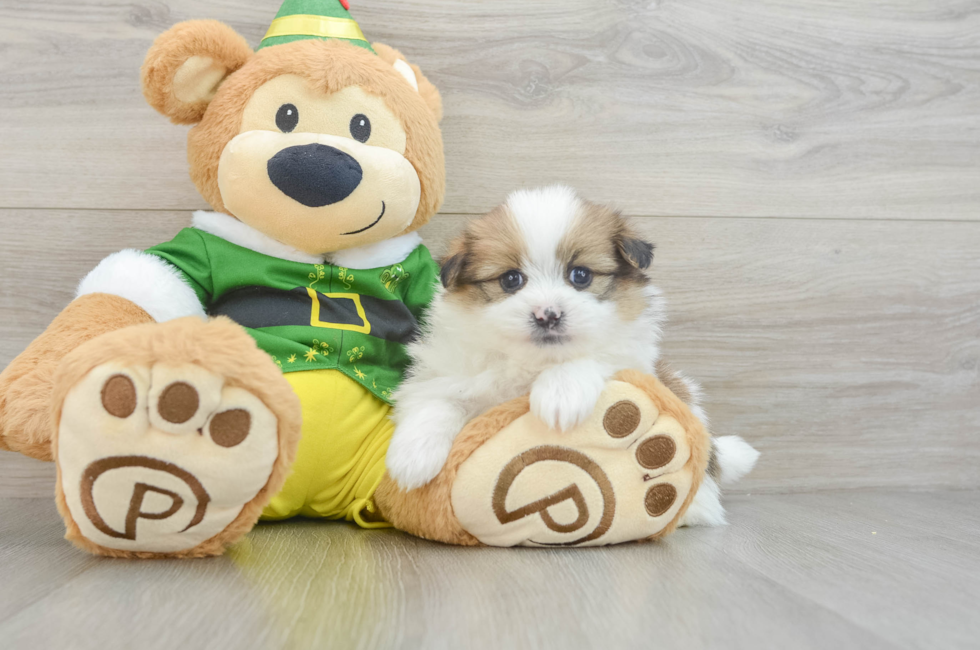 5 week old Shih Pom Puppy For Sale - Premier Pups