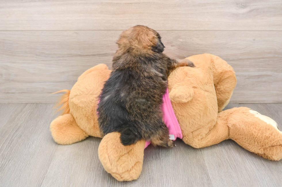 Shih Pom Puppy for Adoption