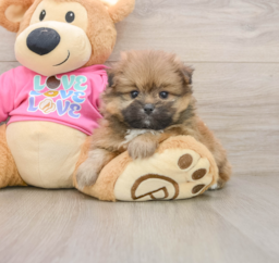 5 week old Shih Pom Puppy For Sale - Premier Pups