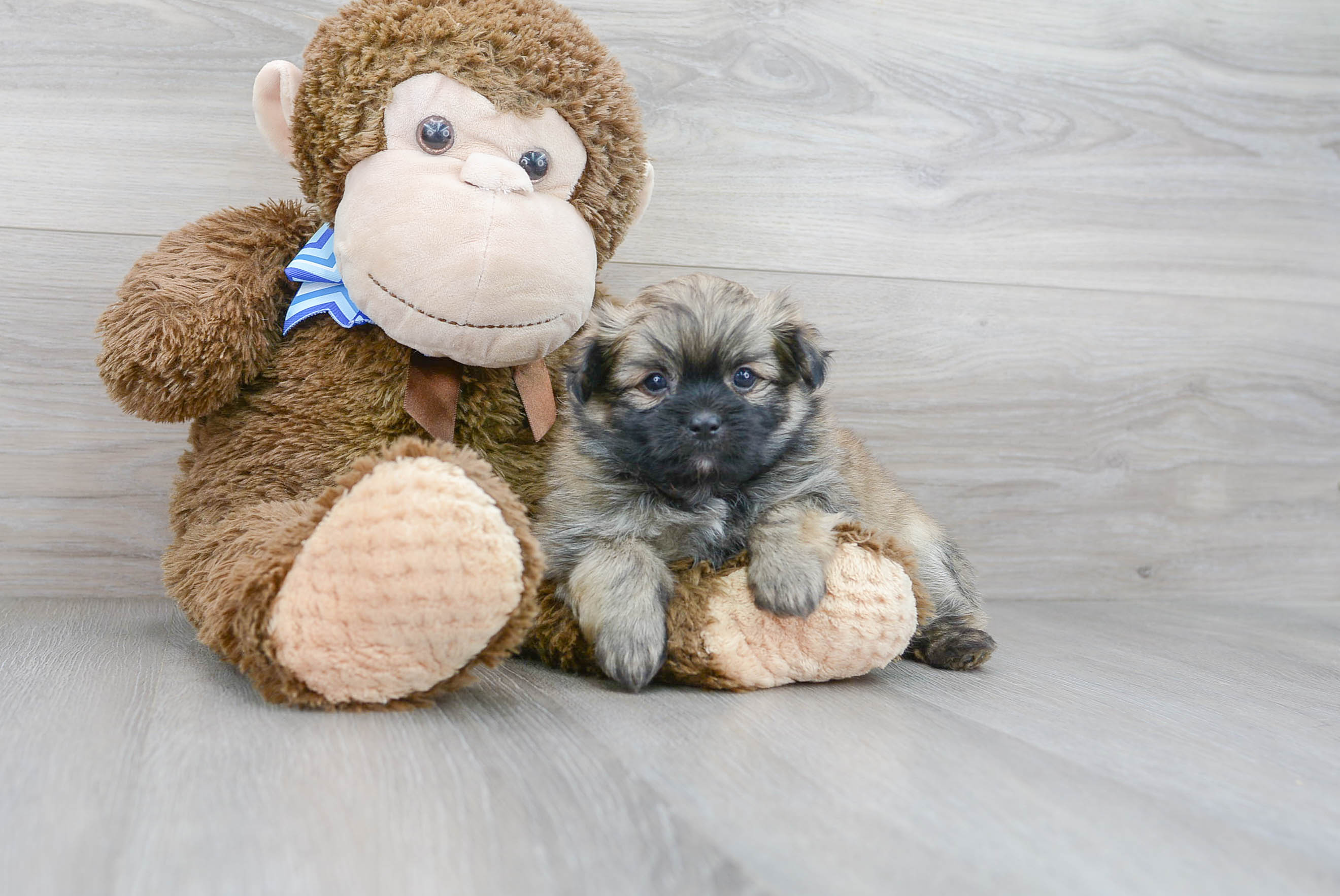 Fluffy Shih Pom Designer Pup