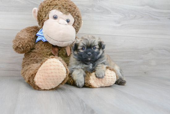 Fluffy Shih Pom Designer Pup