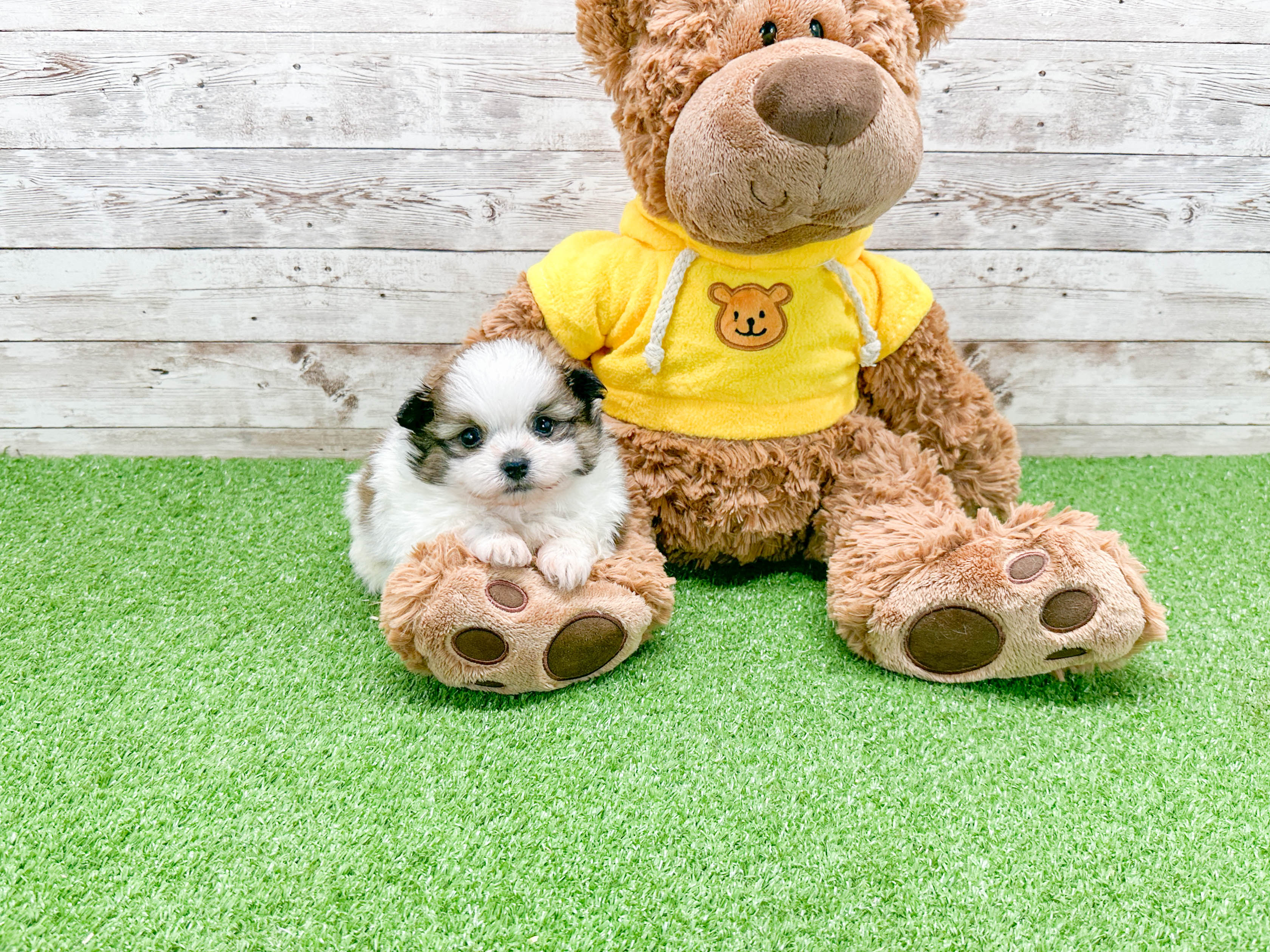 Shih Pom Pup Being Cute