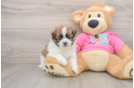 Shih Pom Puppy for Adoption