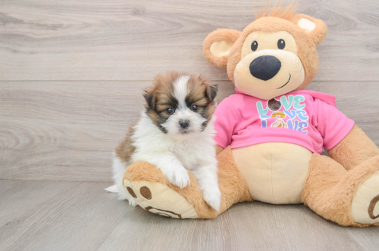 Shih Pom Puppy for Adoption