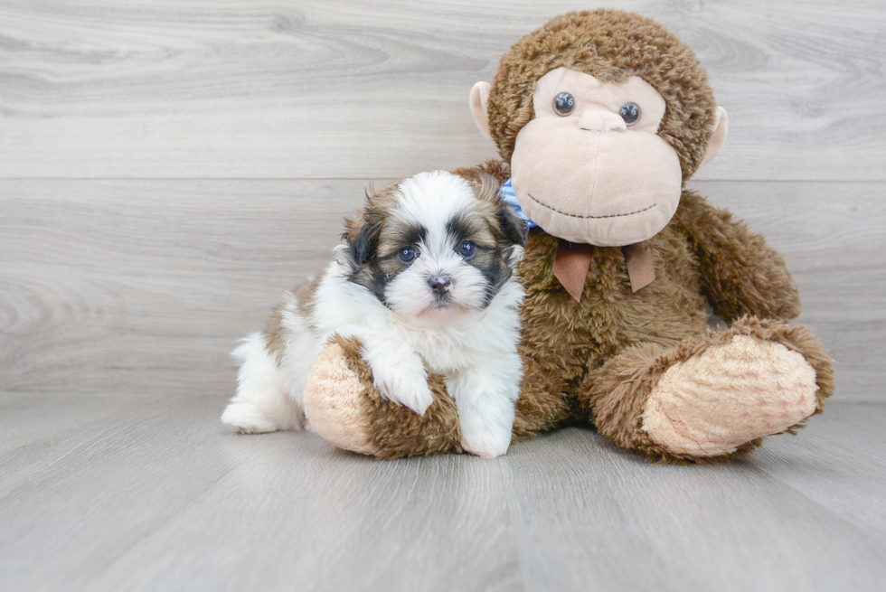 Best Shih Pom Baby