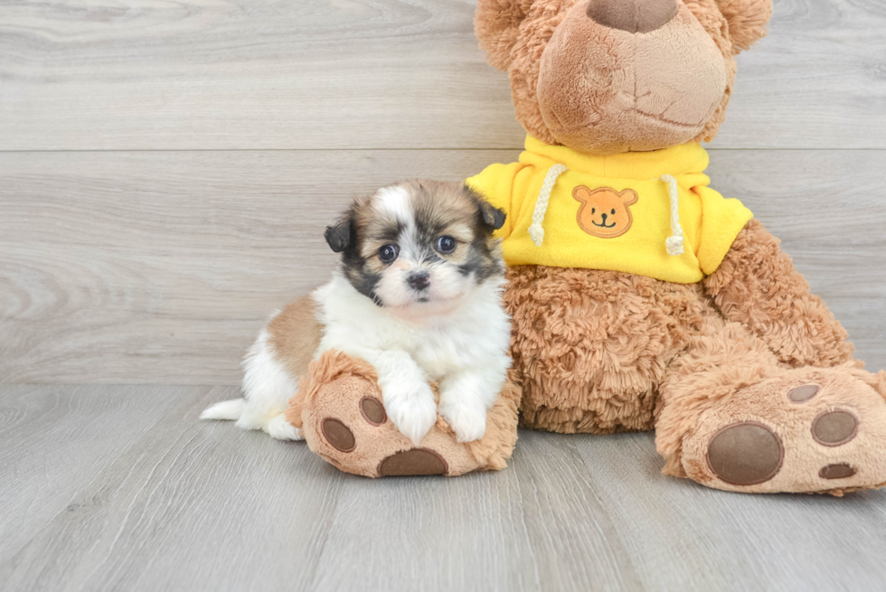 Shih Pom Puppy for Adoption