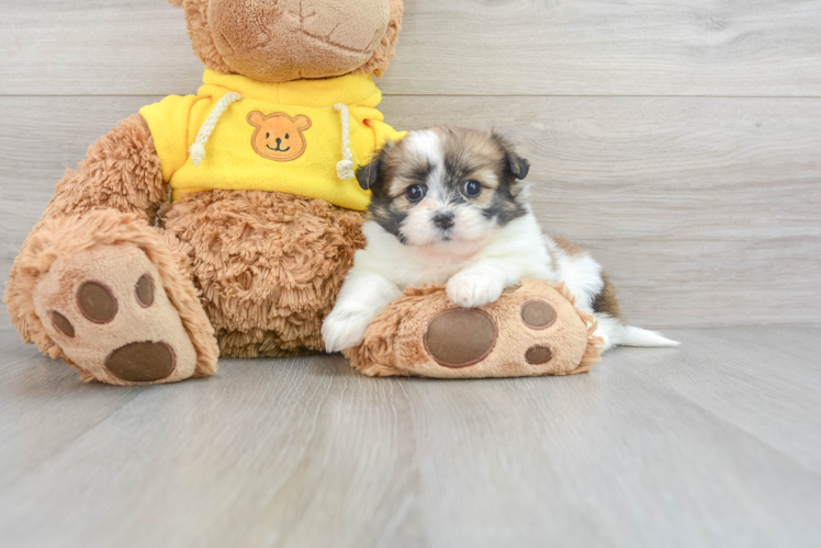 Shih Pom Puppy for Adoption