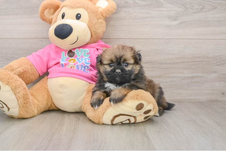 Popular Shih Pom Designer Pup