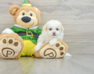 6 week old Shih Pom Puppy For Sale - Premier Pups