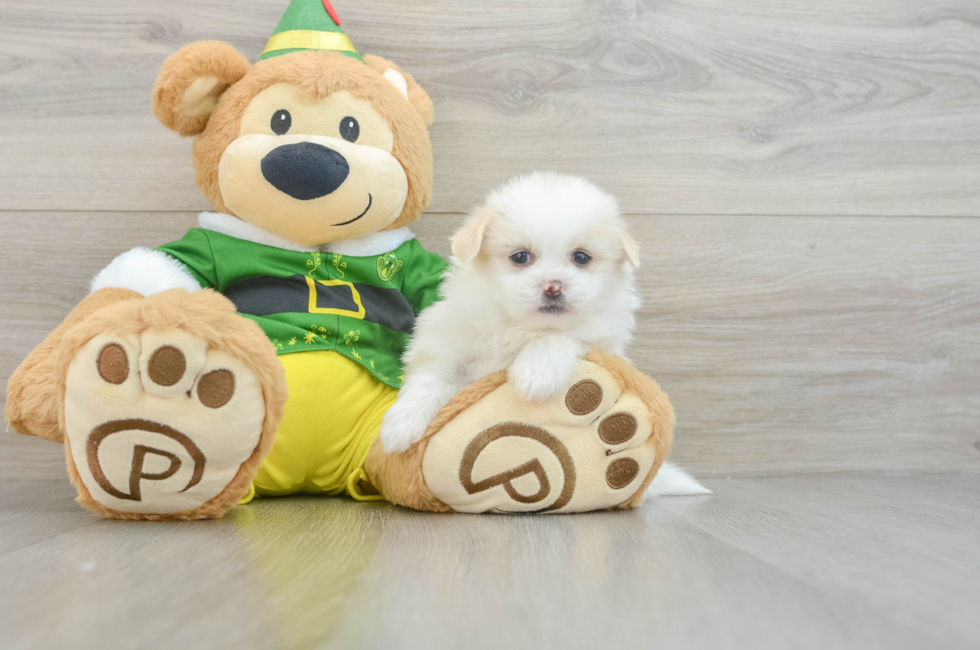 5 week old Shih Pom Puppy For Sale - Premier Pups