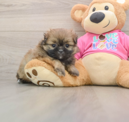 5 week old Shih Pom Puppy For Sale - Premier Pups