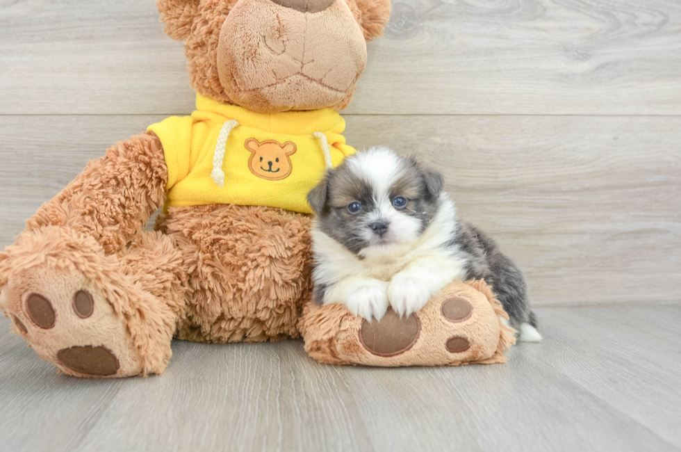 5 week old Shih Pom Puppy For Sale - Premier Pups