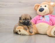 6 week old Shih Pom Puppy For Sale - Premier Pups