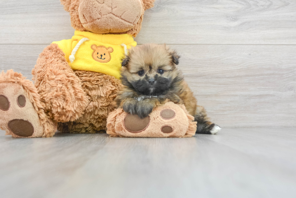 Funny Shih Pom Designer Pup