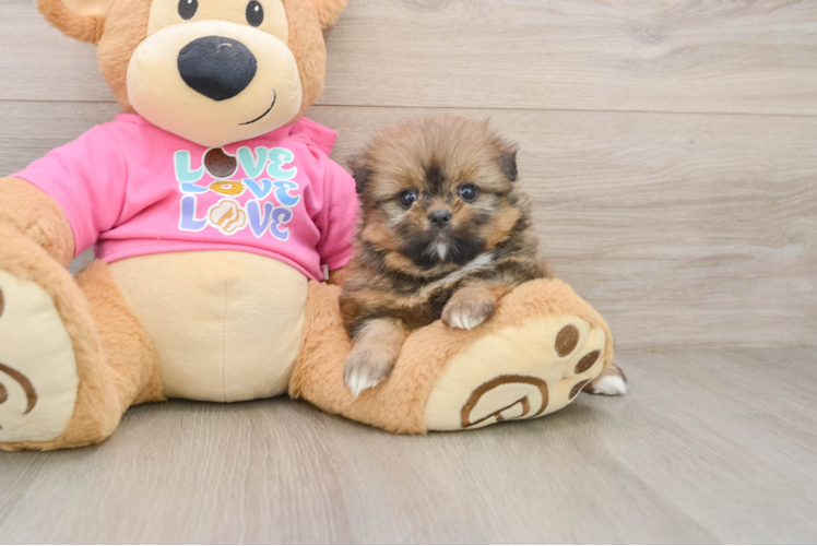 Happy Shih Pom Baby