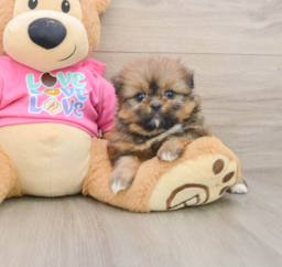 6 week old Shih Pom Puppy For Sale - Premier Pups