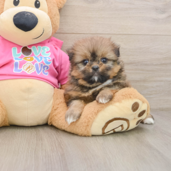 Happy Shih Pom Baby