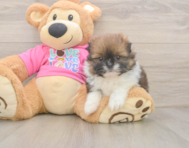 5 week old Shih Pom Puppy For Sale - Premier Pups