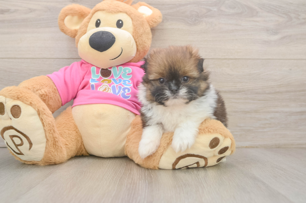 5 week old Shih Pom Puppy For Sale - Premier Pups