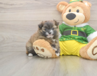 5 week old Shih Pom Puppy For Sale - Premier Pups