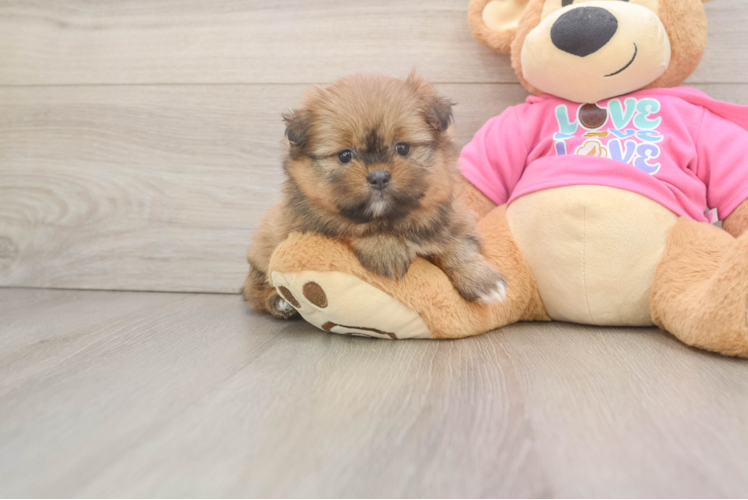 Shih Pom Pup Being Cute