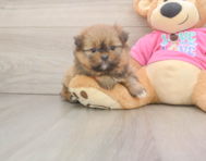 5 week old Shih Pom Puppy For Sale - Premier Pups