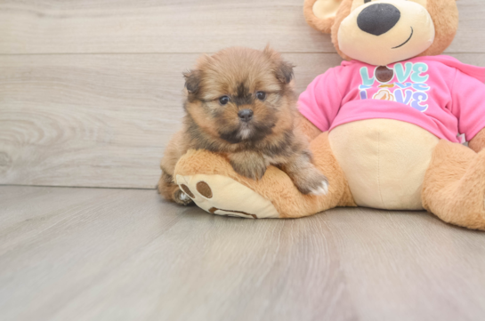 Shih Pom Pup Being Cute