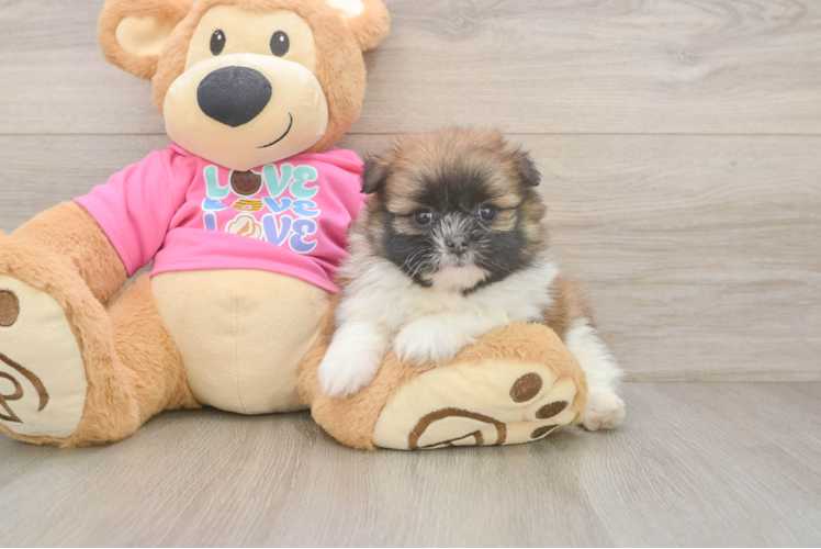 Shih Pom Pup Being Cute