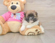 5 week old Shih Pom Puppy For Sale - Premier Pups