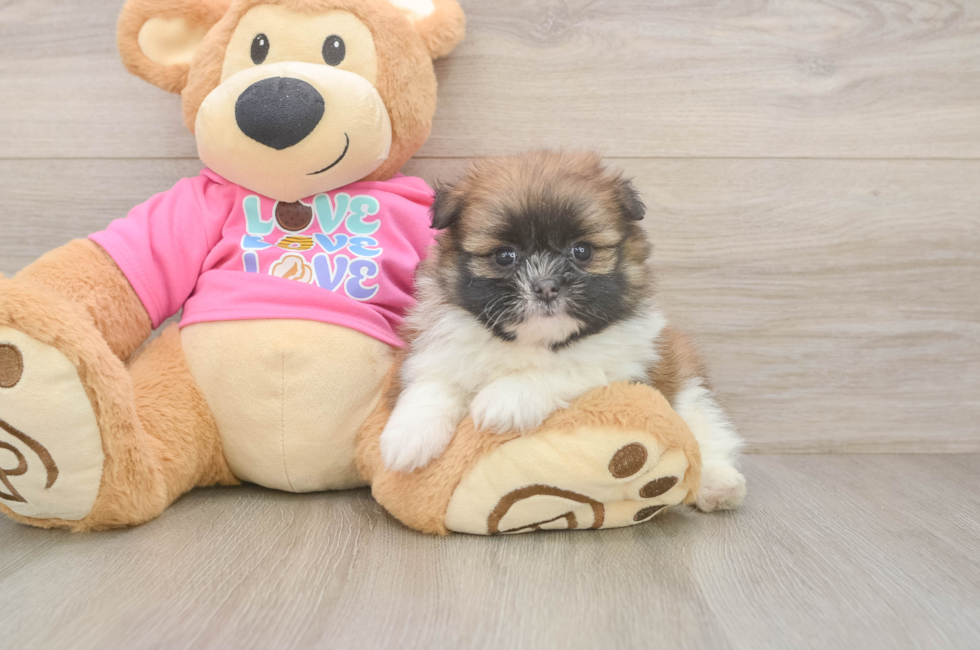 5 week old Shih Pom Puppy For Sale - Premier Pups