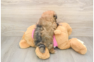 Friendly Shih Pom Baby