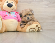 6 week old Shih Pom Puppy For Sale - Premier Pups
