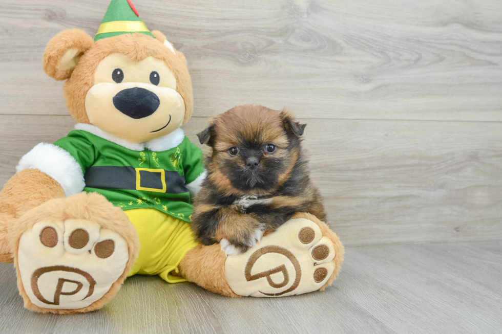 Shih Pom Pup Being Cute