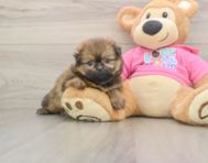 6 week old Shih Pom Puppy For Sale - Premier Pups