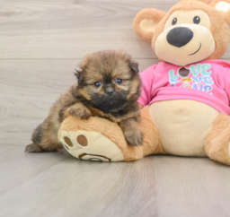 6 week old Shih Pom Puppy For Sale - Premier Pups