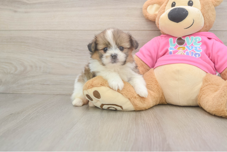 Funny Shih Pom Designer Pup