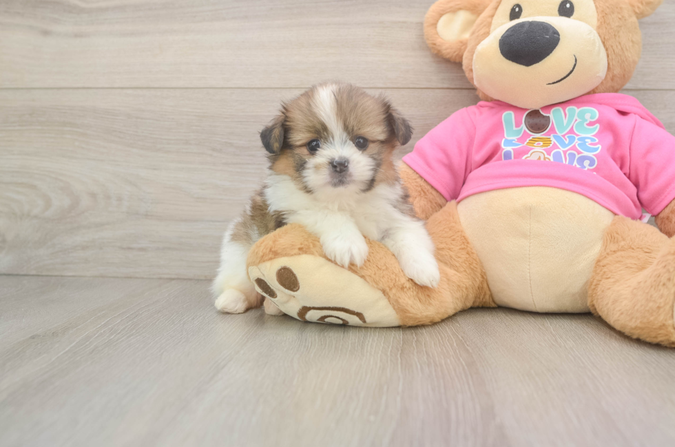 6 week old Shih Pom Puppy For Sale - Premier Pups