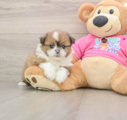 5 week old Shih Pom Puppy For Sale - Premier Pups