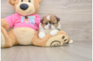 Hypoallergenic Pomshi Designer Puppy