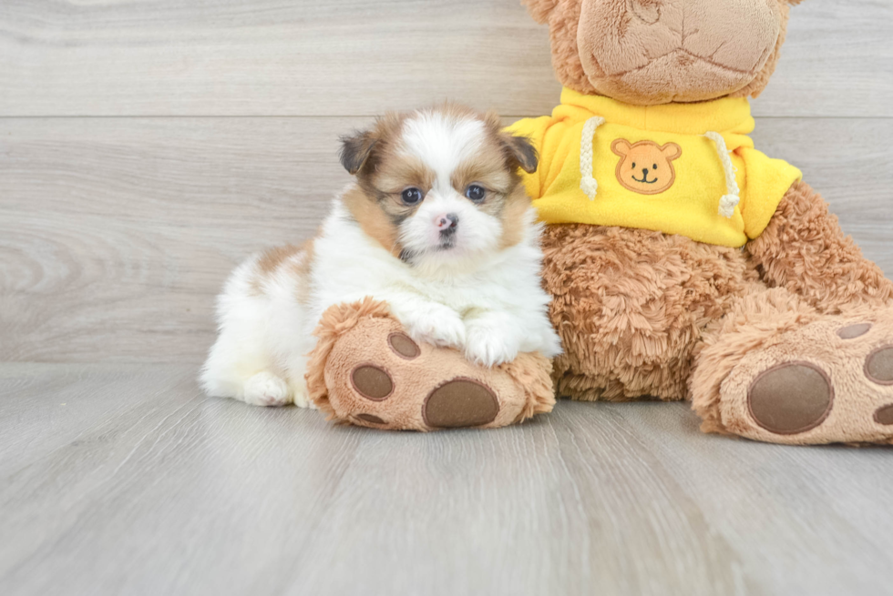 Best Shih Pom Baby