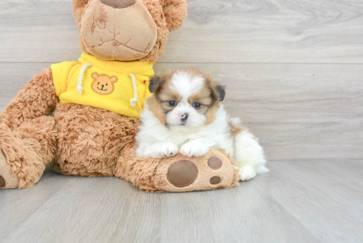 Shih Pom Puppy for Adoption