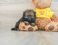 13 week old Shih Pom Puppy For Sale - Premier Pups