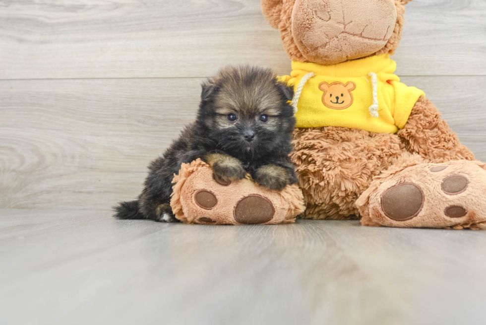 Shih Pom Pup Being Cute