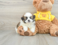 6 week old Shih Pom Puppy For Sale - Premier Pups