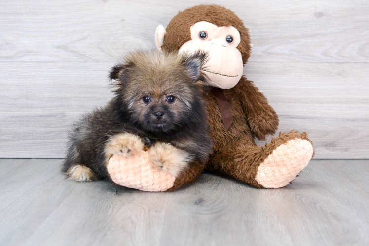 Friendly Shih Pom Baby