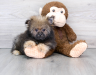 13 week old Shih Pom Puppy For Sale - Premier Pups