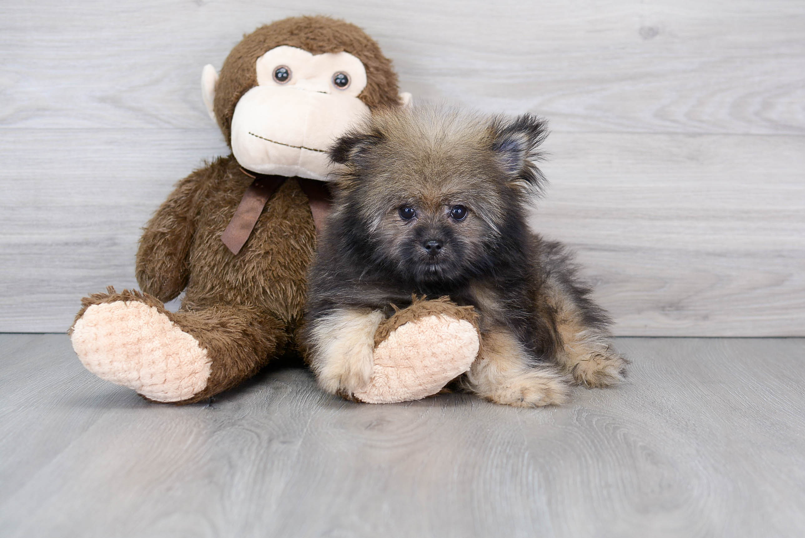 Little Shih Pom Kael: 2lb 10oz Designer Puppy