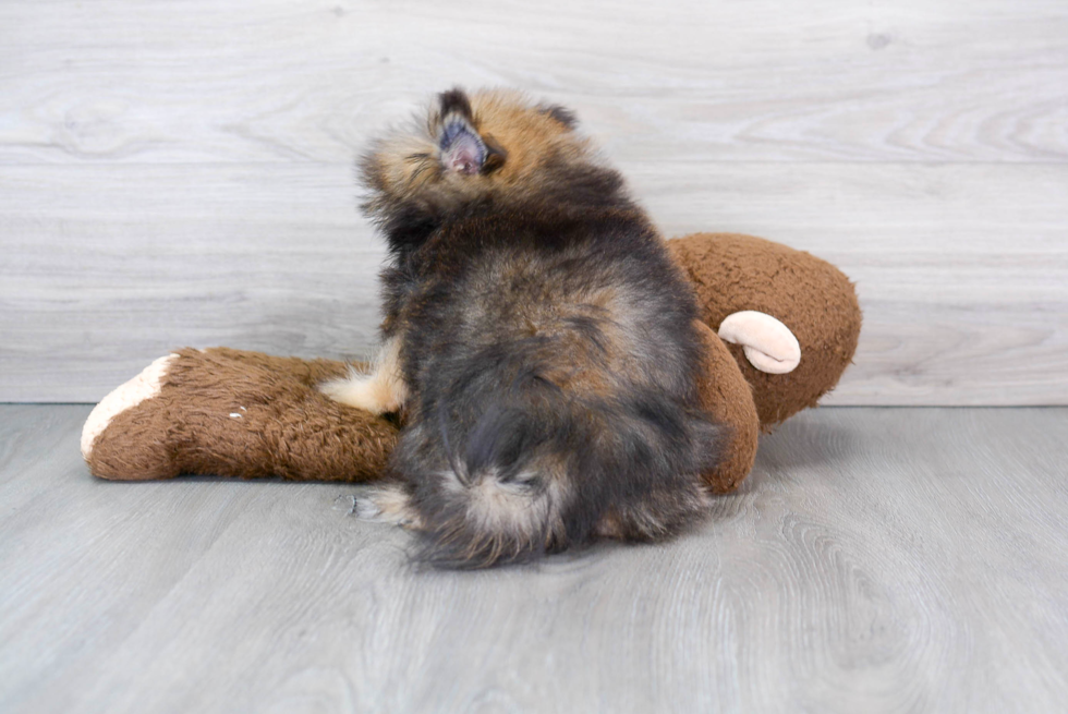 Best Shih Pom Baby